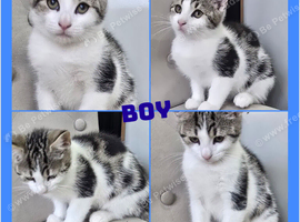 X2 pretty kittens ready now