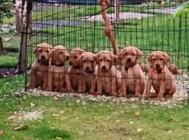 Fox red labs