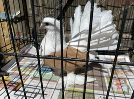Indian fantails