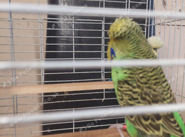 Two beautiful budgies with cage