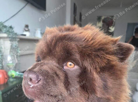 Chow chow