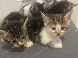 Teddy bear like kittens for sale