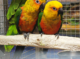 Baby Jenday Parrot