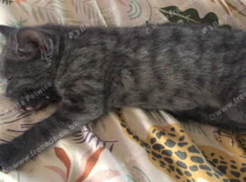 Two female beautiful kittens