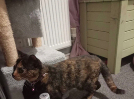 A female tortoise shell