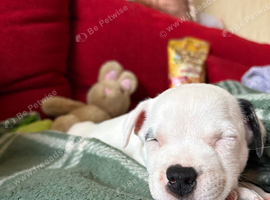 Staffy X puppies