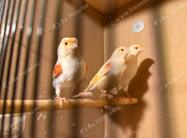 Red Mosaic Hen Canaries