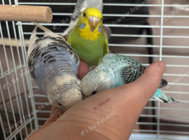 Baby budgies