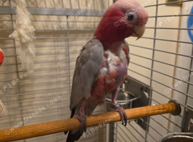 Galah Cockatoo