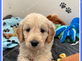 STUNNING F1 MINIATURE GOLDENDOODLES