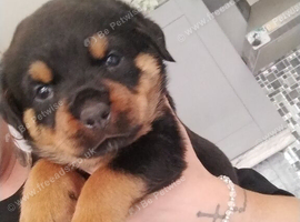 Female Rottie available