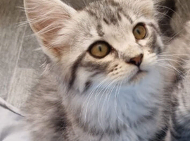 Exceptional GCCF maine coon black silver and torbie litter
