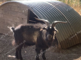 Average size Pygmy Billy for sale