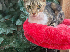 YOUNG FEMALE CAT