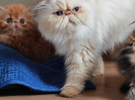 3 red tabby male persian kittens