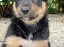Two dog collie/kelpie for sale