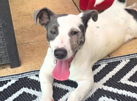 5 month old jack Russel boy