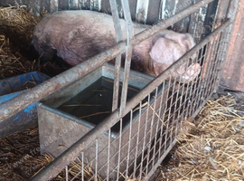 Welsh sow