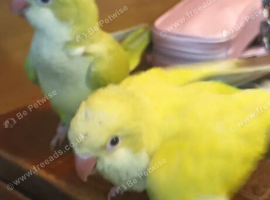 Beautiful super friendly Quaker parrot chicks