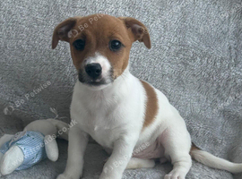 Gorgeous Jack Russel Puppies available, 4 Boys 1 Girl