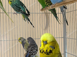 Young Indoor-Raised Budgies perfect pets Cheshire