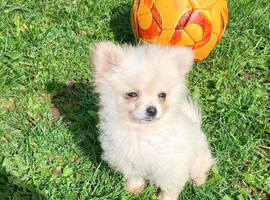 Pomchi