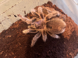 Adult female grammostola rosea collection only