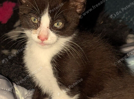Adorable male kitten