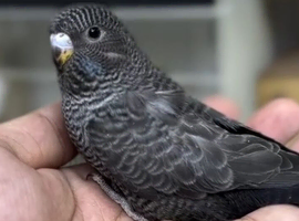 Wanted Black face and Black wing budgies
