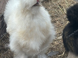 Silkie rooster available