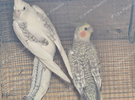 Female pearl pied