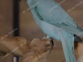 Pied ringneck parrot