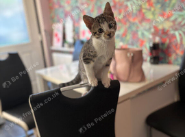 Male kitten