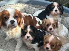 King Charles Cavalier