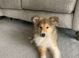 Rough collie sable puppy