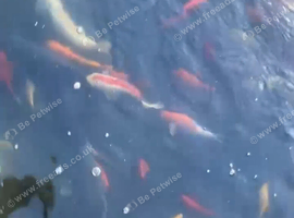Goldfish for sale
