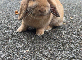 Honey the Bunny for sale plus cage