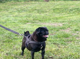 beautiful female pug