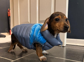 Dog for sale