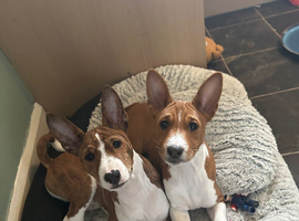 Basenji puppies litter 6 OLNY TWO MALES LEFT 4 months old now