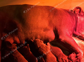 Kc regitered staffordshire bull terrier pups for sale