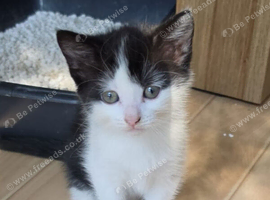 Black and white kitten