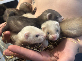 Ferret kits cheshire