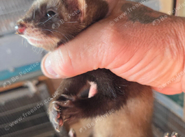 E.u.polecat kits 4 sale, & silver ferrets, 8 weeks0ld