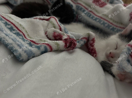 Kittens want them gone asap