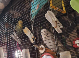 Exhibition  Budgies