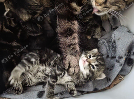 Maine coon cross kittens for sale