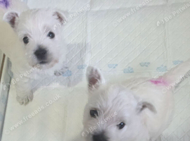 Westie puppies