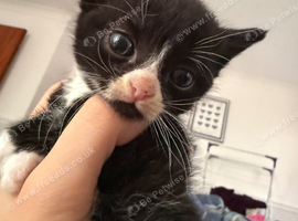 Kittens looking forever homes