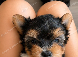 Beautiful Tiny Biewer Girl